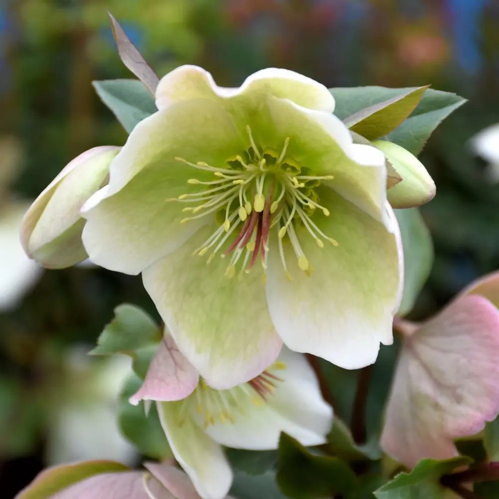 Helleborus Frostkiss® Molly's White #1.5C 1