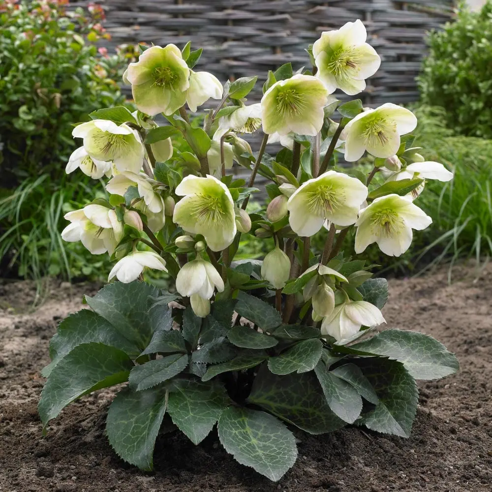 Helleborus Frostkiss® Molly's White #1.5C 2
