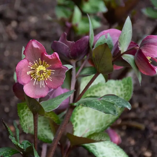 Helleborus Frostkiss® Penny's Pink #1.5C 1