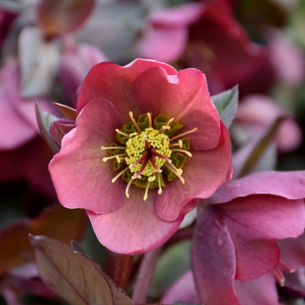 Helleborus Frostkiss® Penny's Pink #1.5C 2