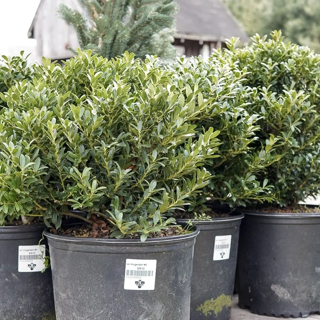 Ilex Hoogendorn #3 1
