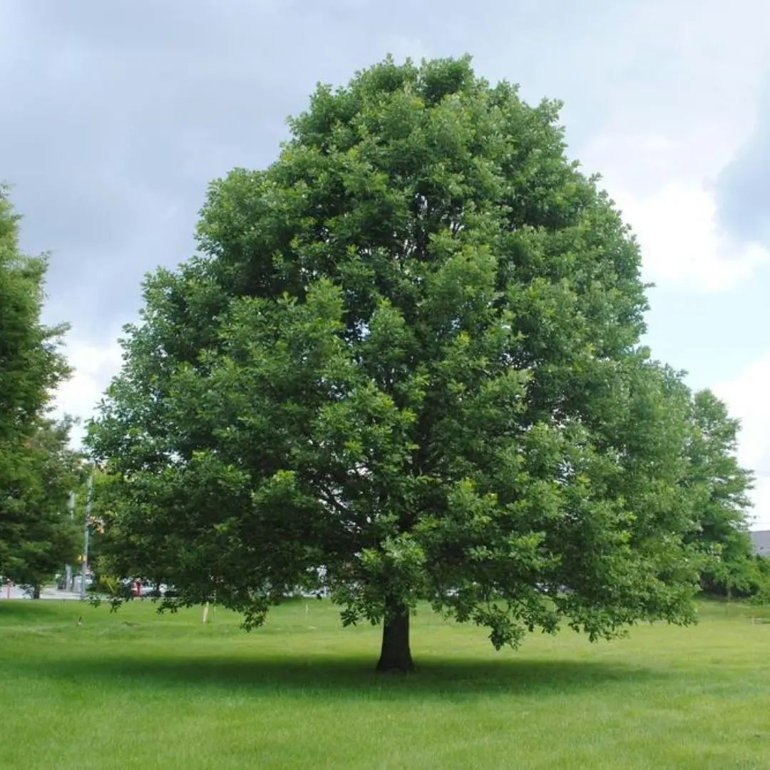 Swamp White Oak #7 3/4" 1