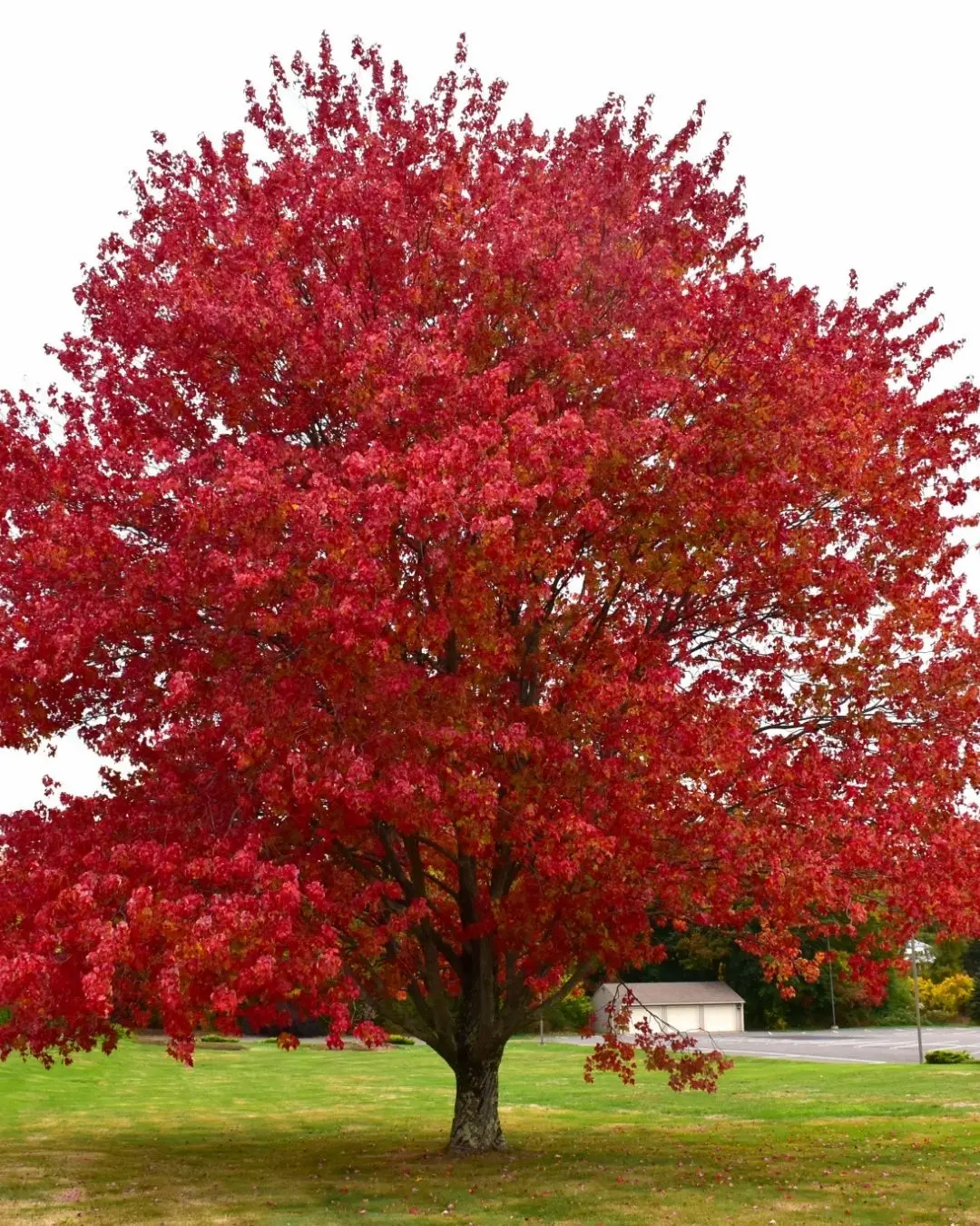 Red Maple #7 3/4" 1