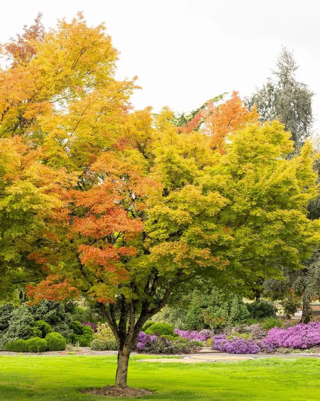 Coral Bark Japanese Maple #5-Super 1