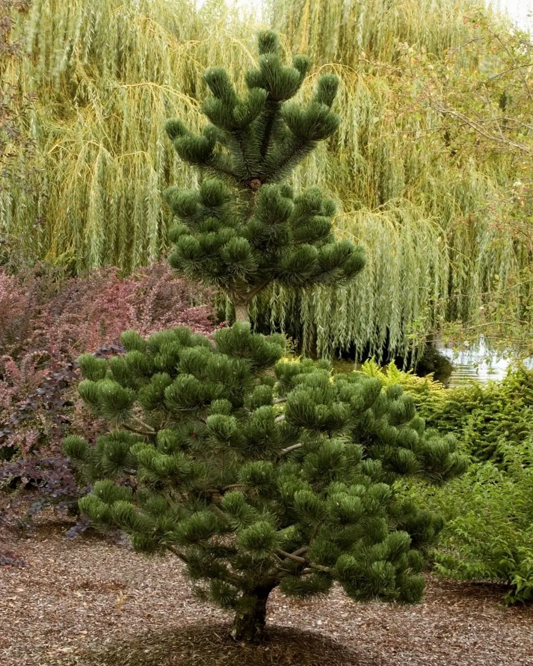 Oregon Green Austrian Pine #7 30"-36" Cg 1