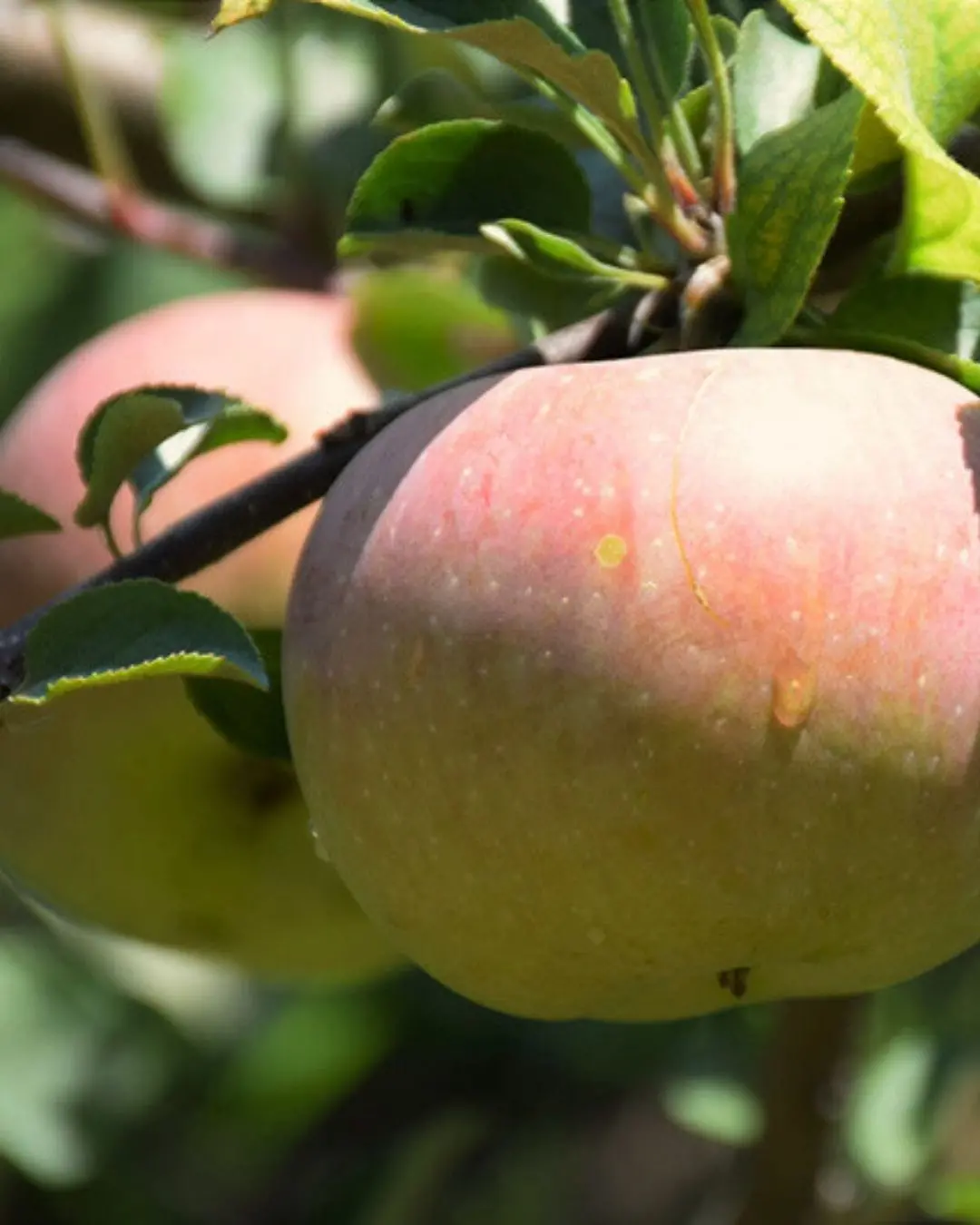 Fuji Apple #5-Super 1