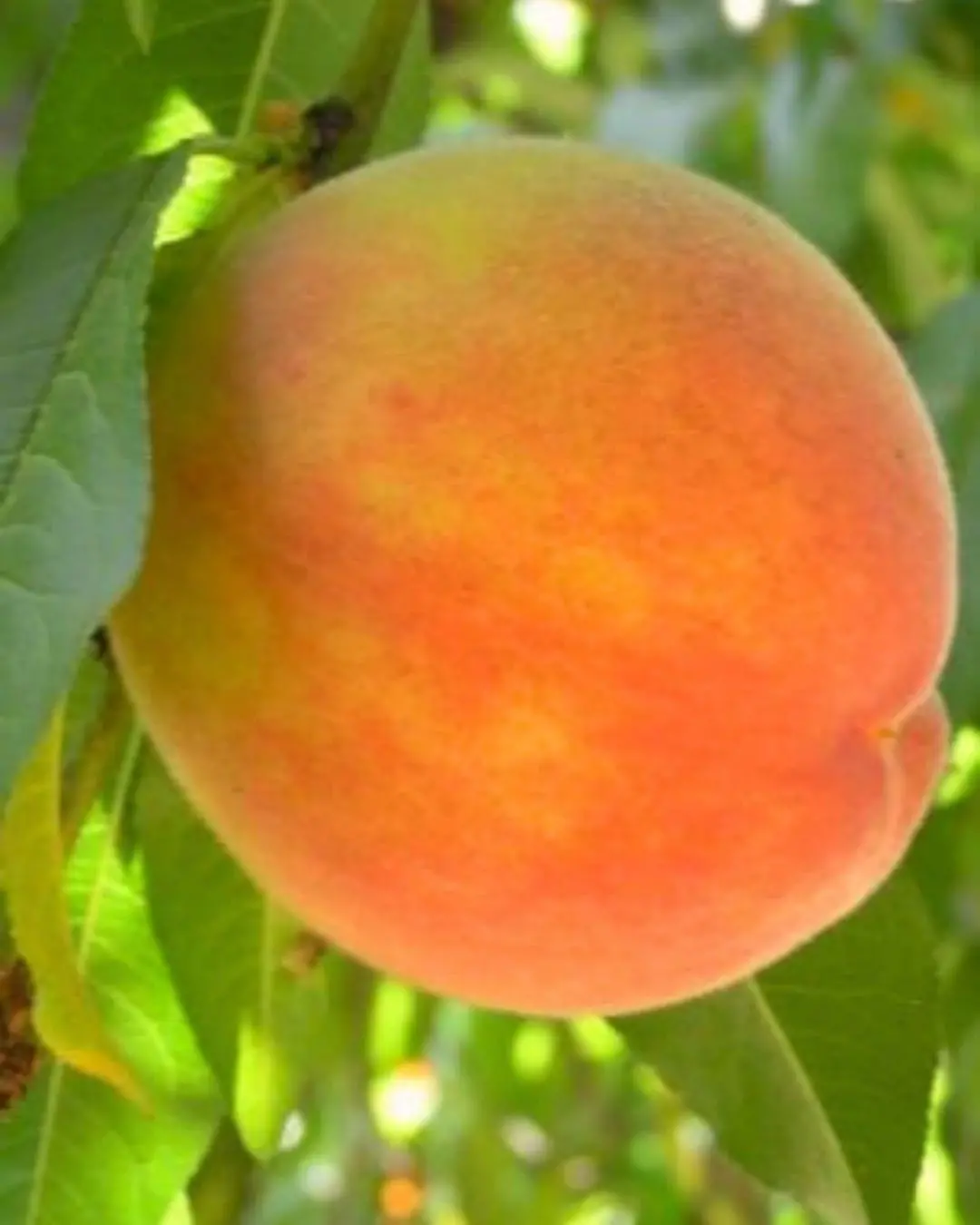Elberta Peach #5-Super 1