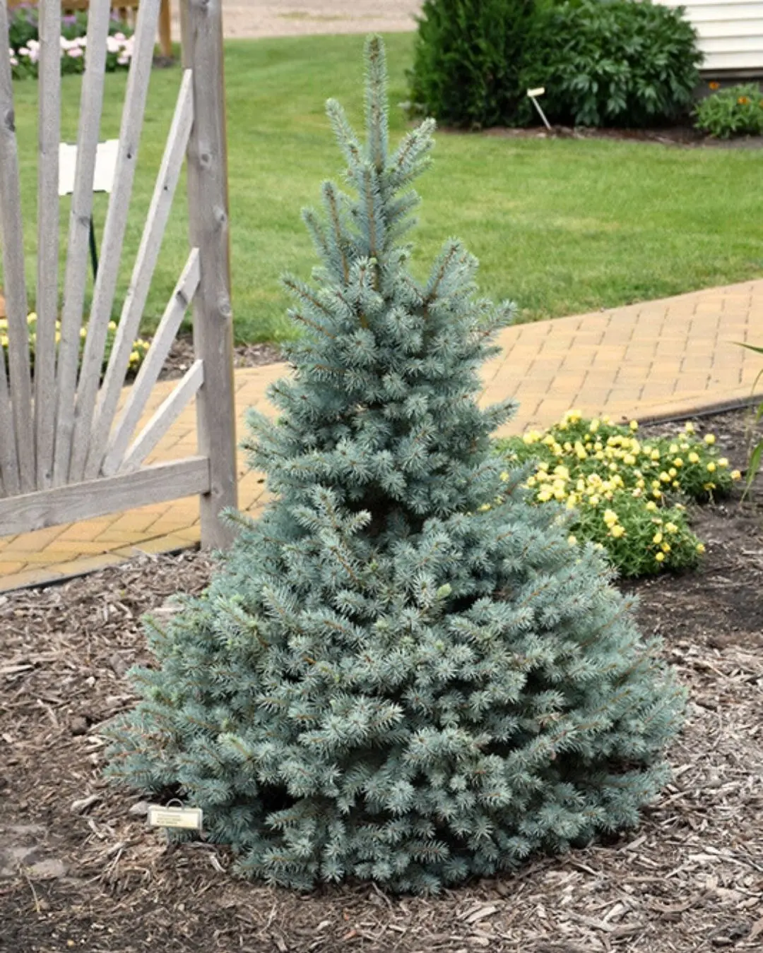 Sester Dwarf'® Spruce #7 30"-36" 1