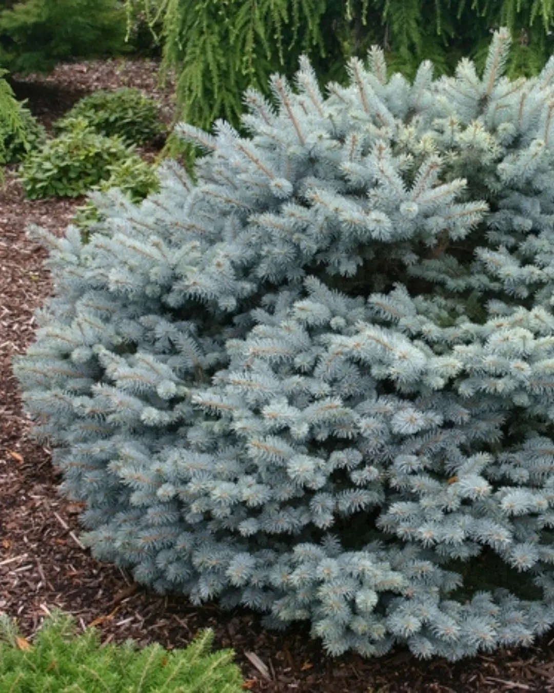 Globosa Spruce #5-Super 12"-15" (Low Graft) 1