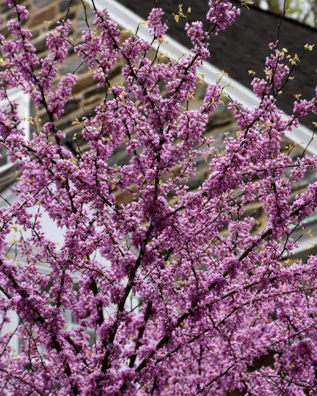 Cercis Can. 'Alley Cat' #10C 1