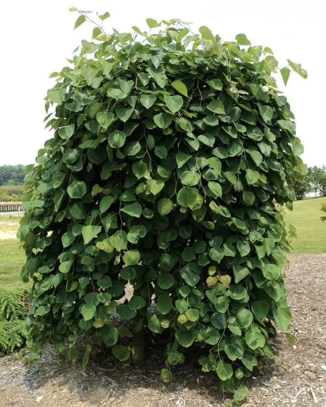 Cercis Can. 'Pink Heartbreaker' #10C 2