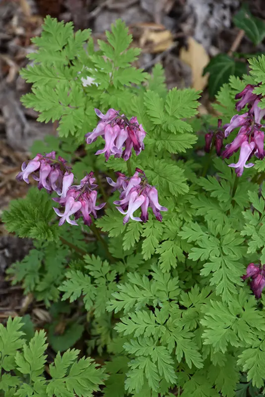 Dicentra Eximia (Wild Bleeding Heart) *Tb* 1