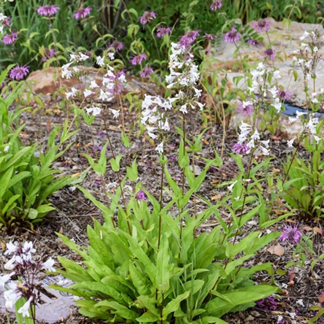 Penstemon Digitalis (White Beardtongue) *Tb* 1