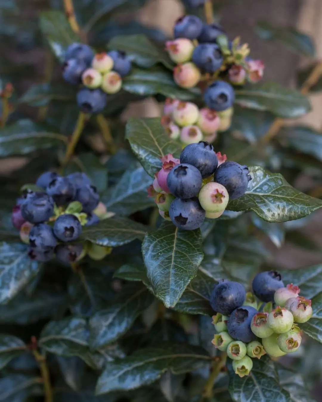 Vaccinium C. Perpetua Tm #2C 1