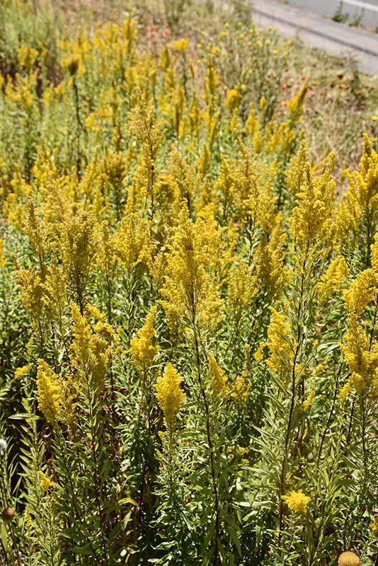 Solidago Speciosa (Showy Goldenrod) *Tb* 1