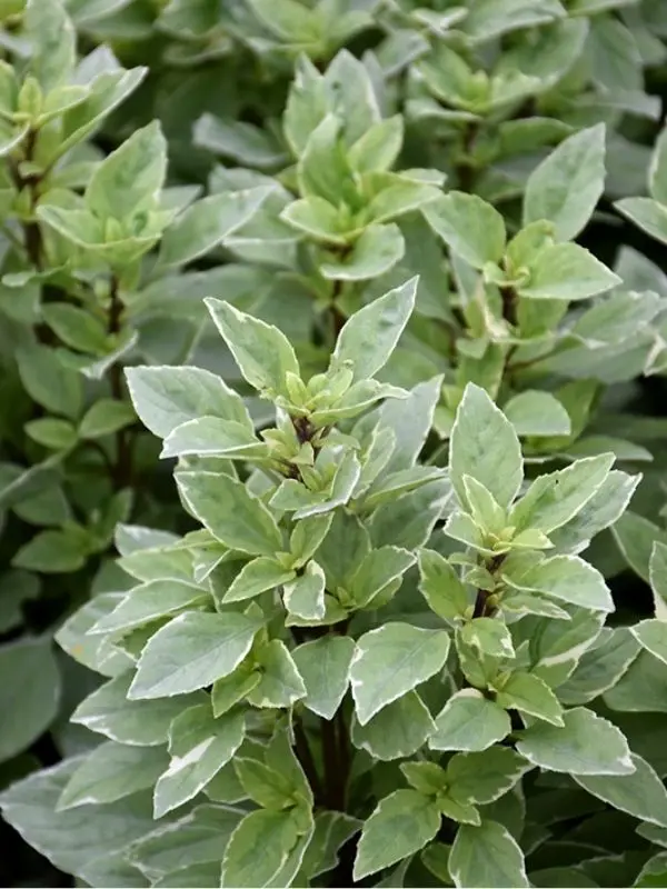 Herb - Basil - Lemon 1