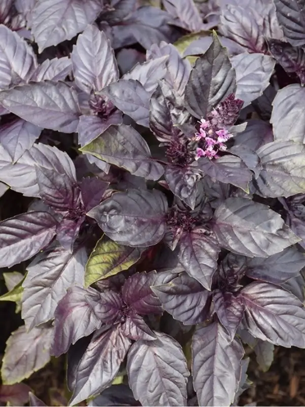 Herb - Basil - Red Rubin 1