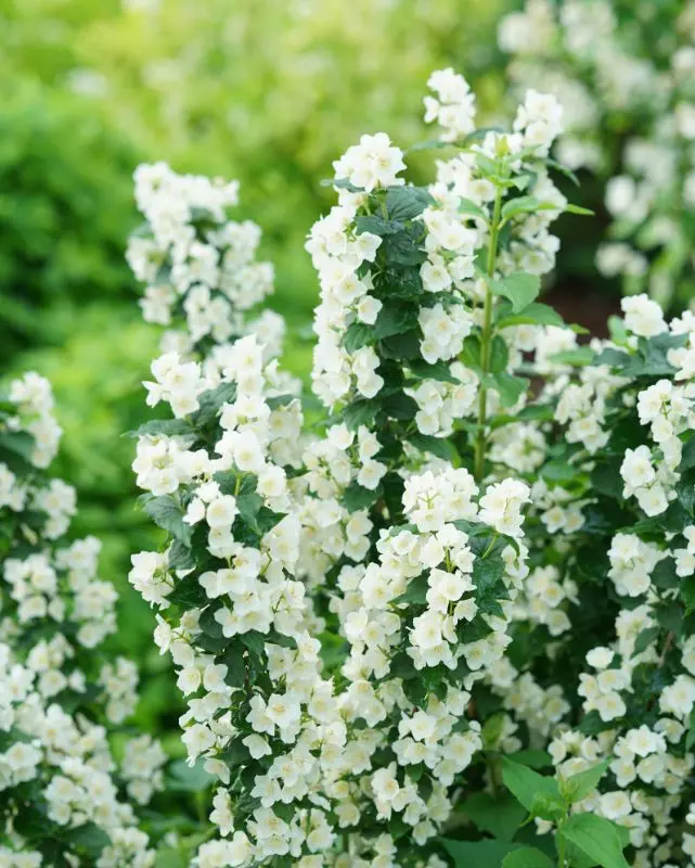 Philadelphus Illuminati Tower® (Pw) 1
