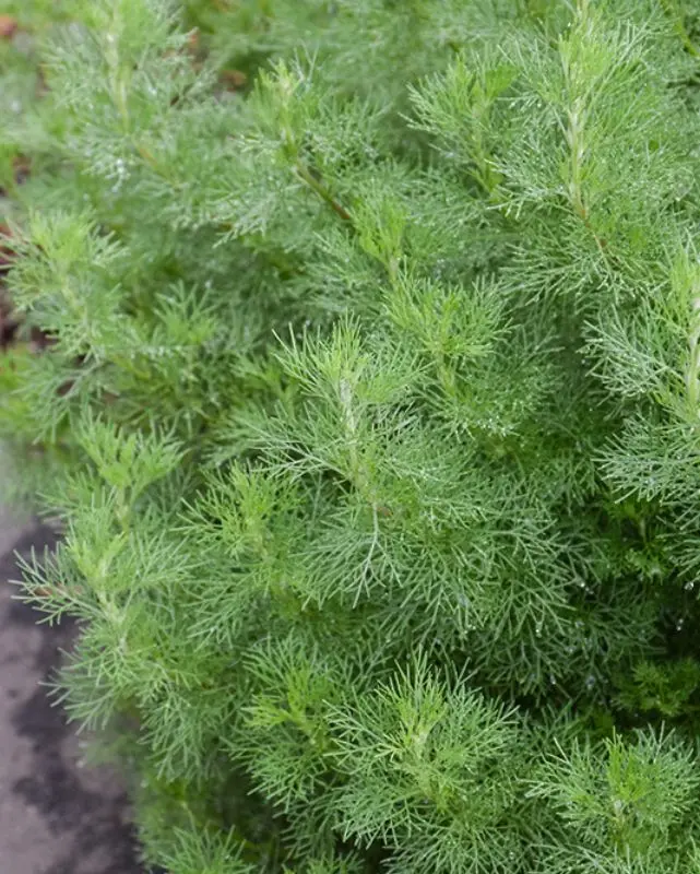 Herb - Artemisia - Cola Plant 1