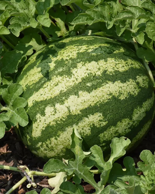 Fruit - Watermelon - Crimson Sweet 1