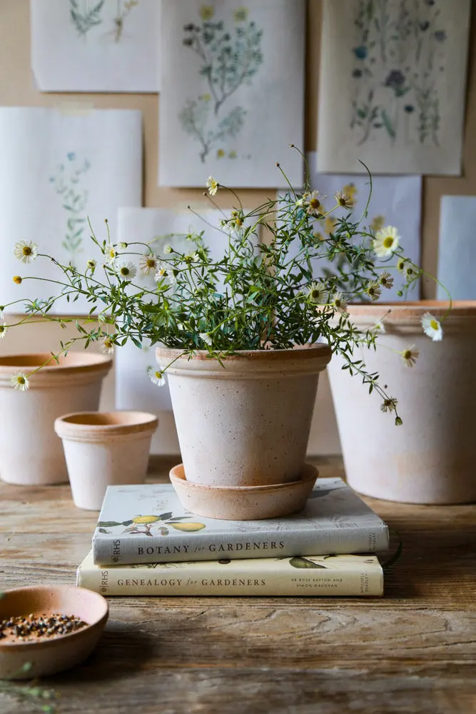 Bergs Flora Terracotta Pot, Rosa, 14Cm (5.5") 2