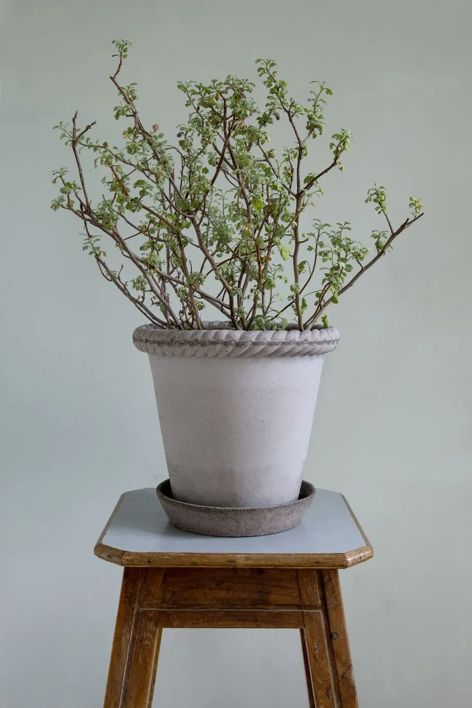 Bergs Emilia Terracotta Pot, Grey, 16Cm (6.3") 2