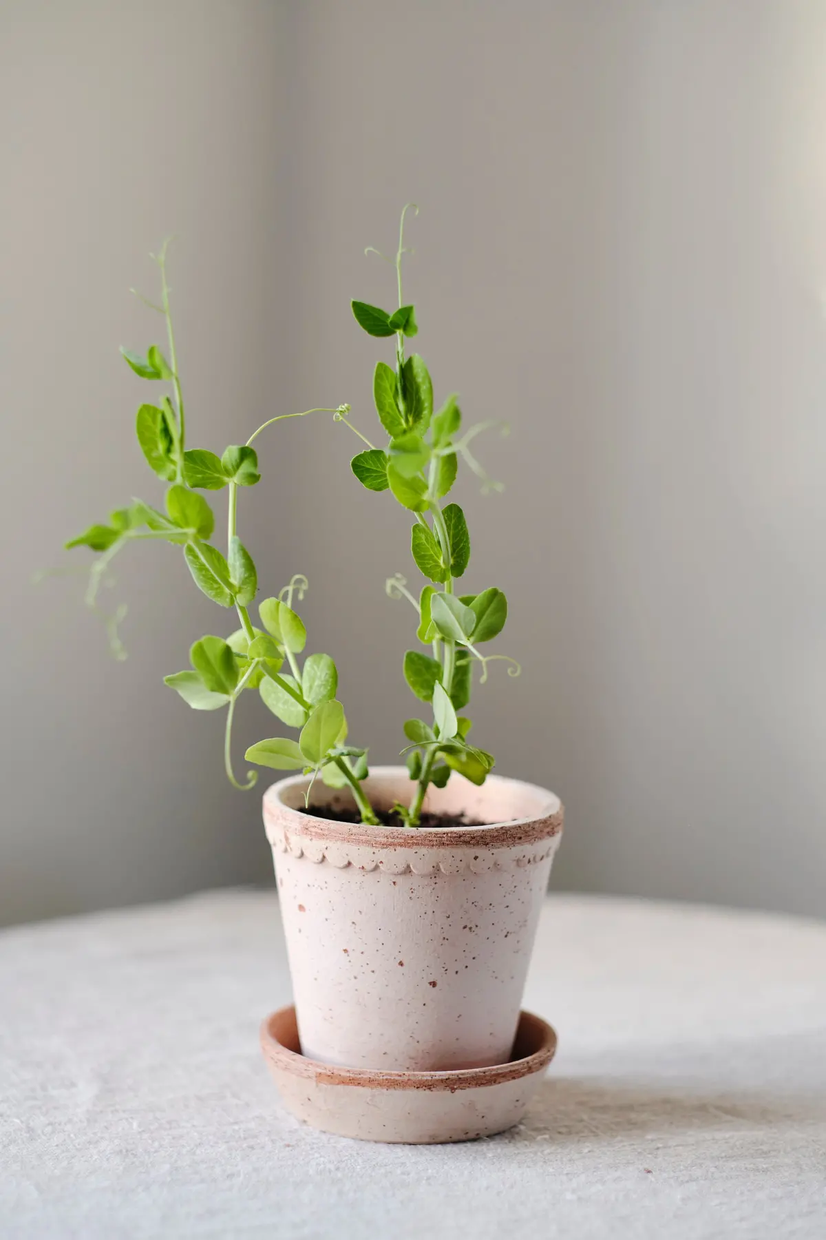 Bergs Helena Terracotta Pot, Rosa, 16Cm (6.3") 1