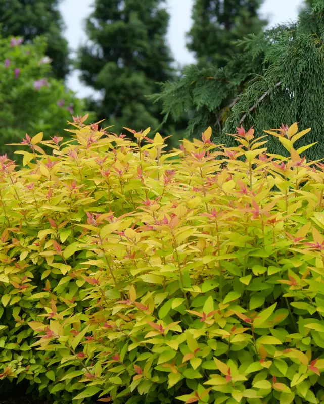 Spirea Double Play® Candy Corn (Pw) 1