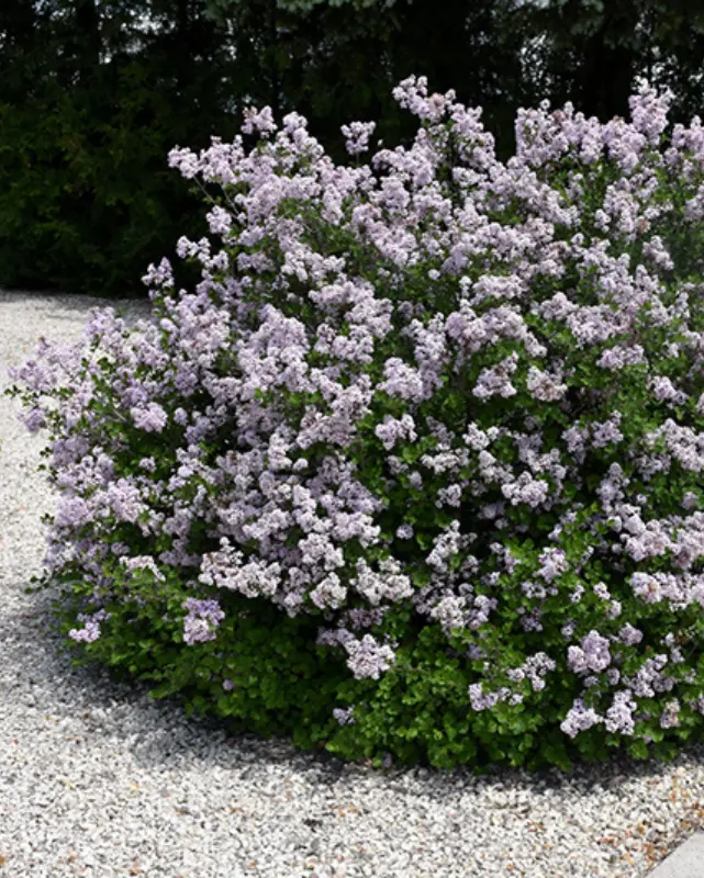 Syringa ‘Palibin’ - Dwarf Korean 1
