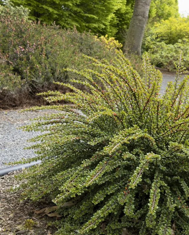 Cotoneaster 'Tom Thumb' 1