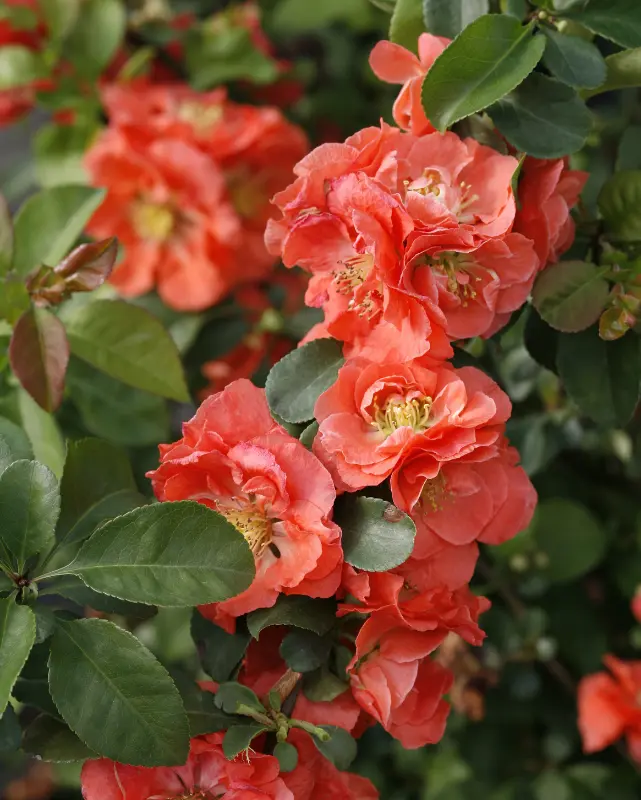 Quince 'Double Take Peach' (Pw) 1