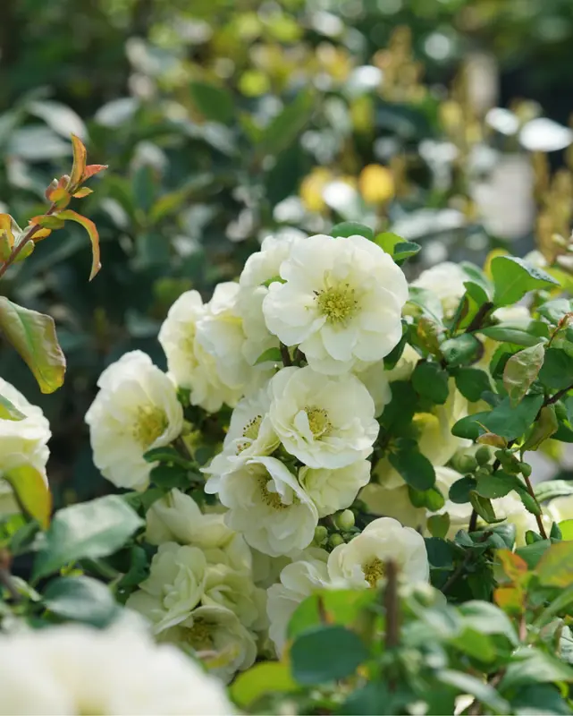 Quince 'Double Take Eternal White' (Pw) 1
