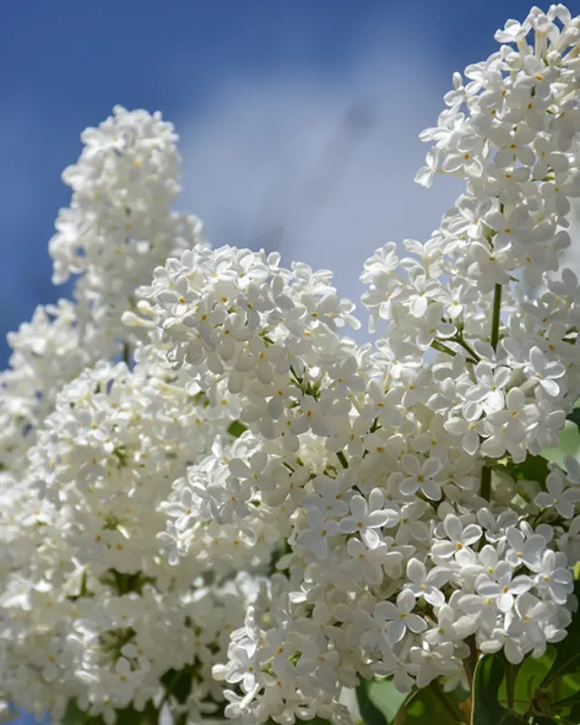 Syringa New Age™ White 1