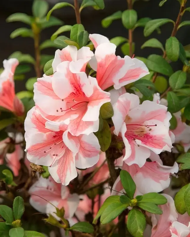 Azalea Encore Azalea® Autumn Sunburst® Impact #3C 1