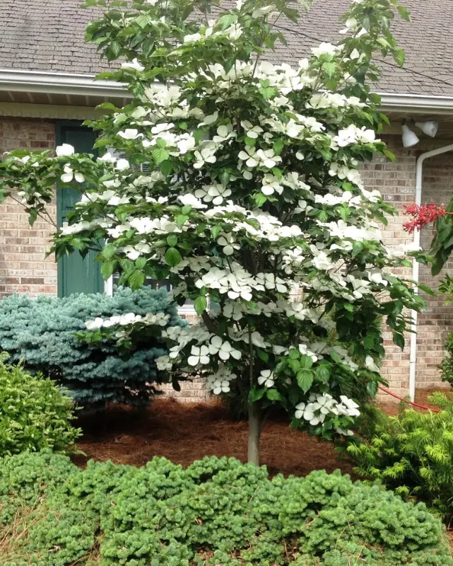 Cornus Venus Dogwood Tree #15 1