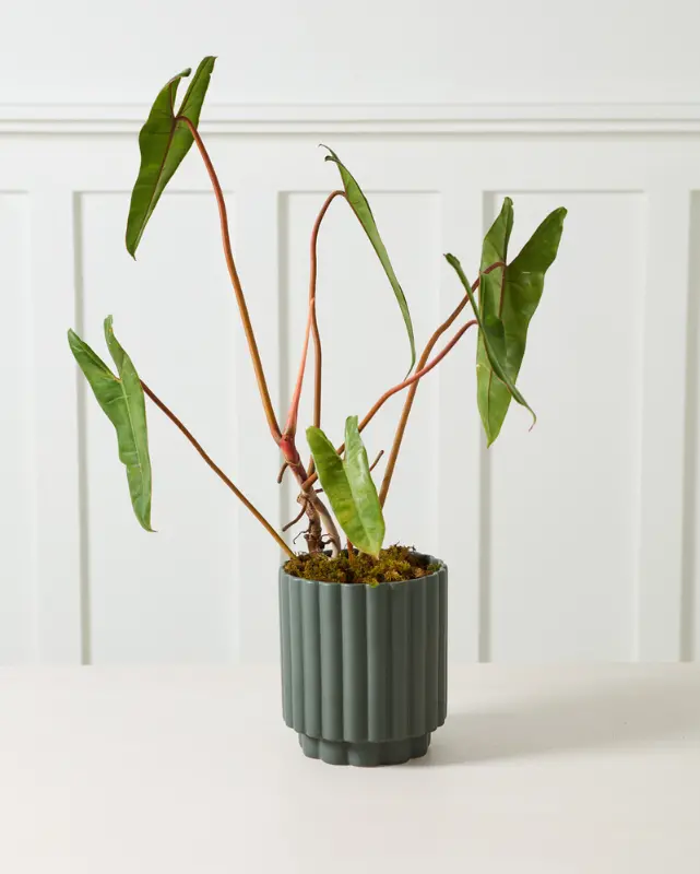 Carmen Pot, Green 7" 1