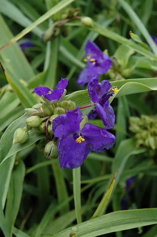 Tradescantia 'Zwanenburg Blue' 1