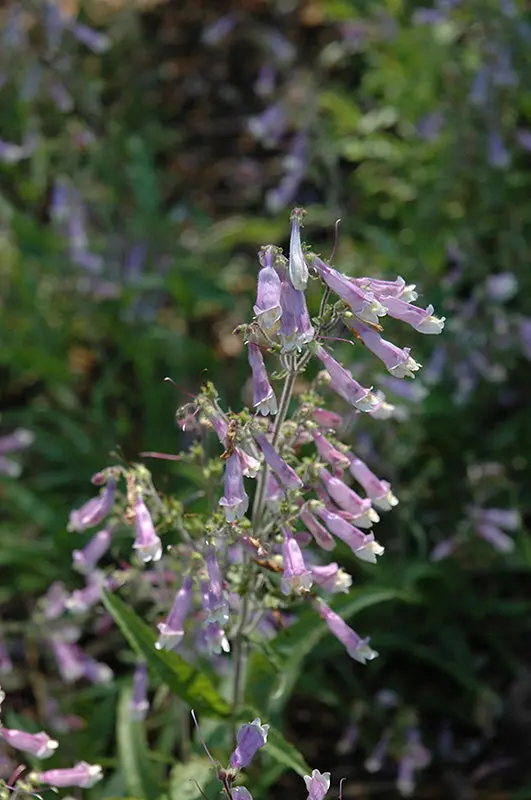 Penstemon Hirsutus (Hairy Beardtongue) *Tb* 1