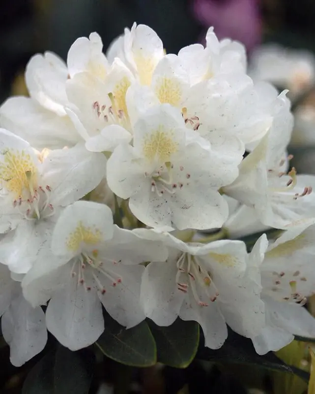 Rhododendron 'Chionoides' #3C 1