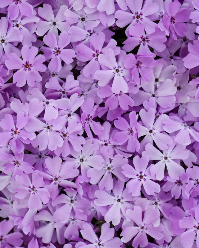 Phlox Sub. Spring Bling™ 'Pink Sparkles' Pw #1.5C 1
