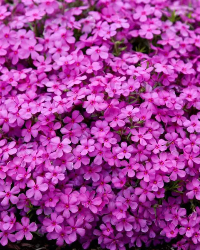 Phlox Sub. Spring Bling™ 'Ruby Riot' Pw #1.5C 1