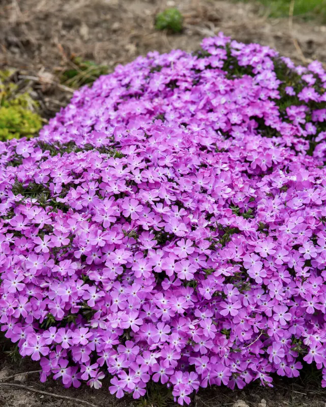 Phlox Sub. Spring Bling™ 'Rose Quartz' Pw #1.5C 1