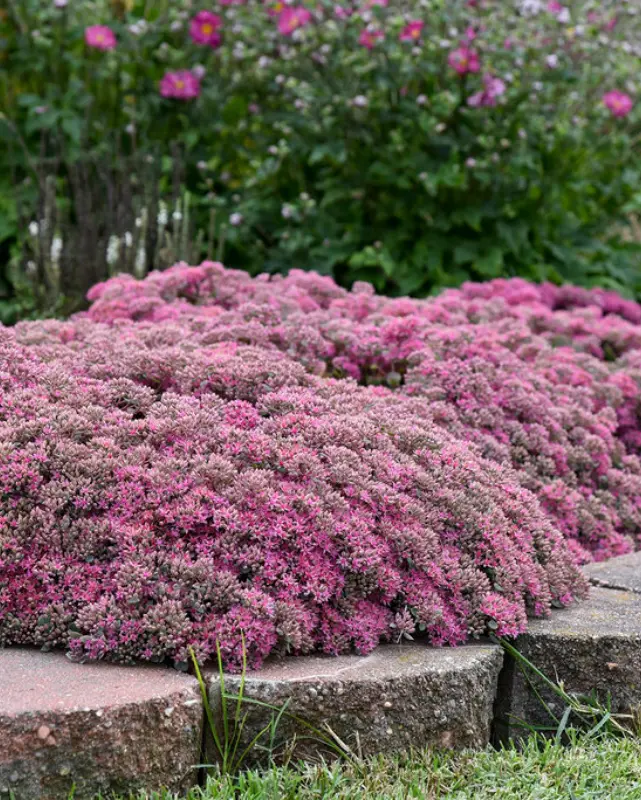 Sedum Rock 'N Round™ Popstar Pw #1 1