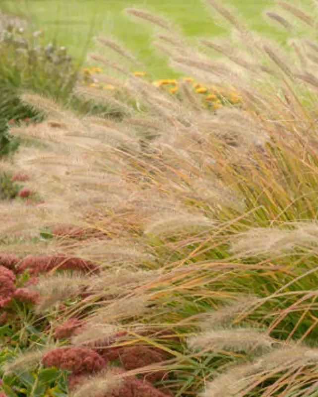 Pennisetum Alop. Prairie Winds® Desert Plains Pw #3 1