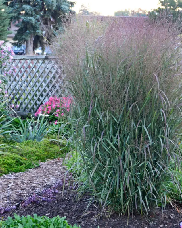Panicum Virgatum Prairie Winds® Apache Rose Pw #3 1