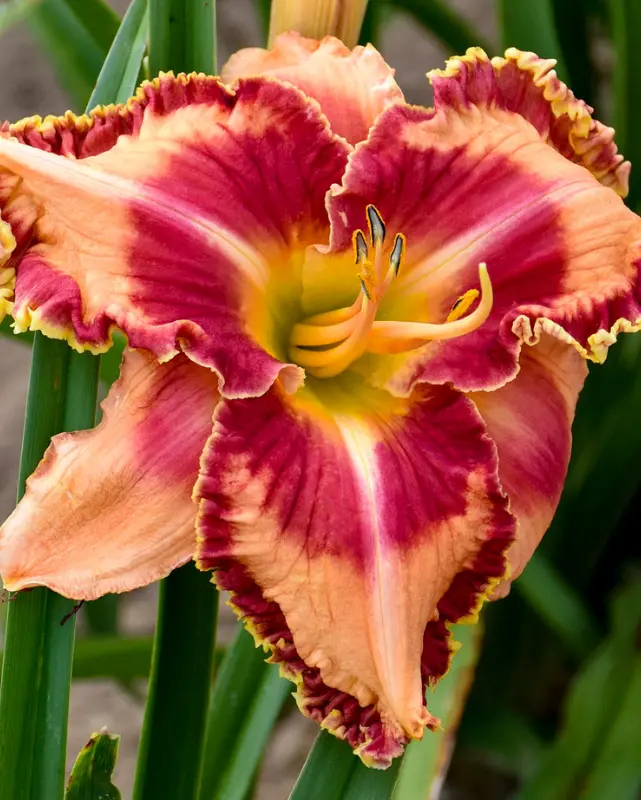 Hemer. Rainbow Rhythm® Lake Of Fire Pw #2 1