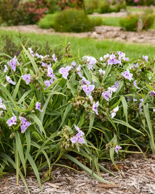 Tradescantia Webmaster Pw #1 1
