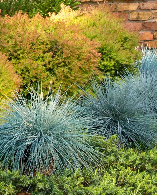 Grass - Festuca 'Beyond Blue' 1