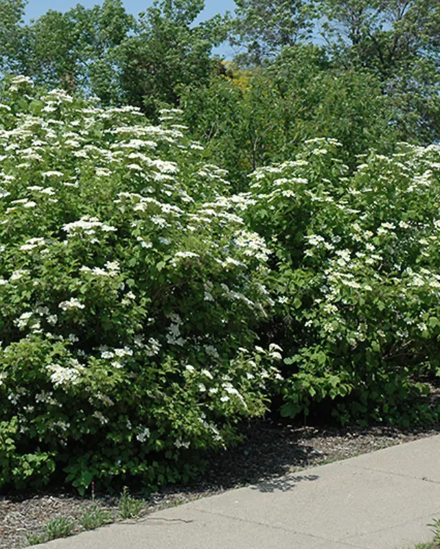 Viburnum Trilobum (American Cranberrybush) *Tb* 1