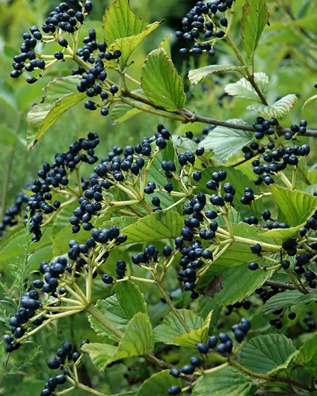 Viburnum Dentatum (Arrowwood Viburnum) *Tb* 1